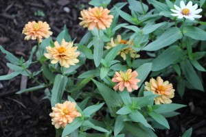 Zinnia 'Profusion Double Deep Salmon' (AAS Winner)
