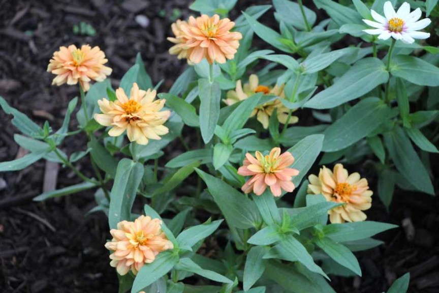 Zinnia 'Profusion Double Deep Salmon' (AAS Winner)
