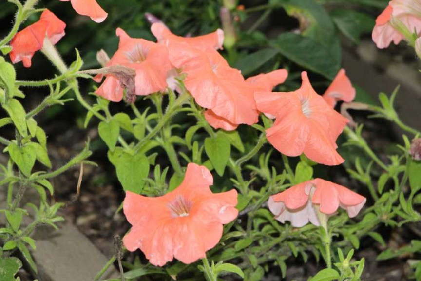 Petunia 'African Sunset' (AAS Winner)