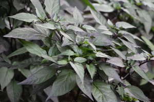 Capsicum 'Black Olive' (AAS Winner)