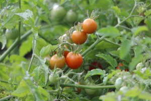 Solanum 'Lizzano' (AAS Winner)