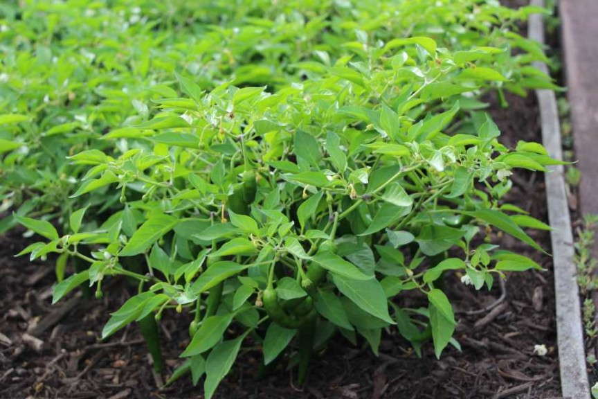 Capsicum 'Cayennetta' (AAS Winner)