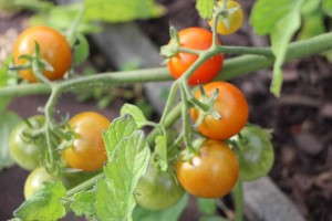 Solanum 'Terenzo' (AAS Winner)