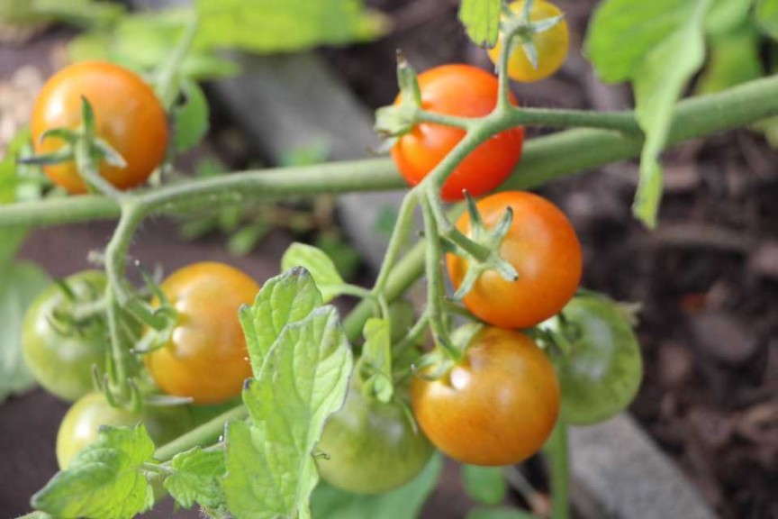 Solanum 'Terenzo' (AAS Winner)