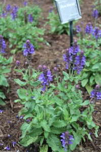 Salvia 'Blue Marvel'