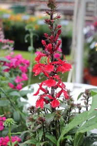 Lobelia 'Starship Scarlet'
