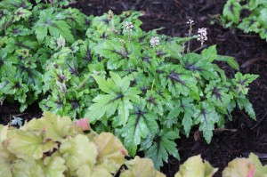Tiarella 'Taelon'
