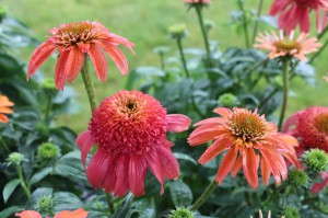 Echinacea 'Double Scoop Mandarin'