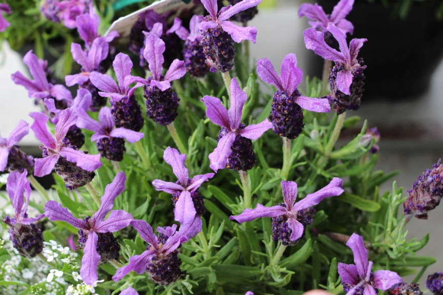 Lavender 'Double Anouk'