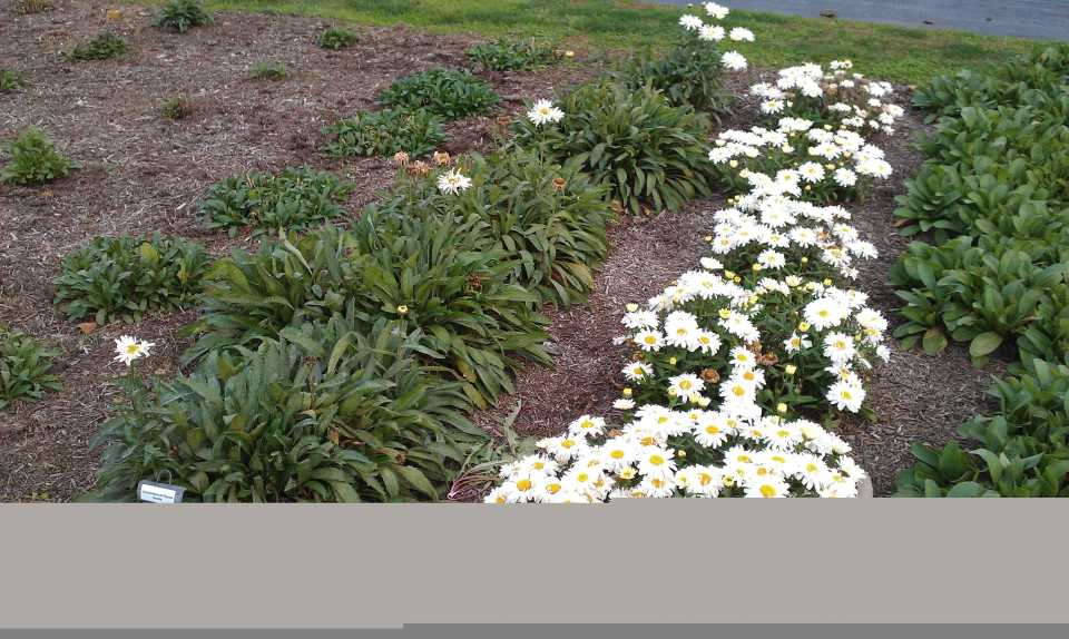 Leucanthemum 'Freak!' (Week 43)