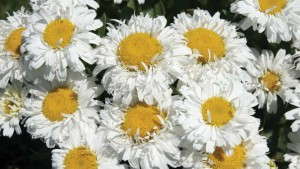 Green Leaf Plants Plans Two Open House Events June 25-26 And July 23