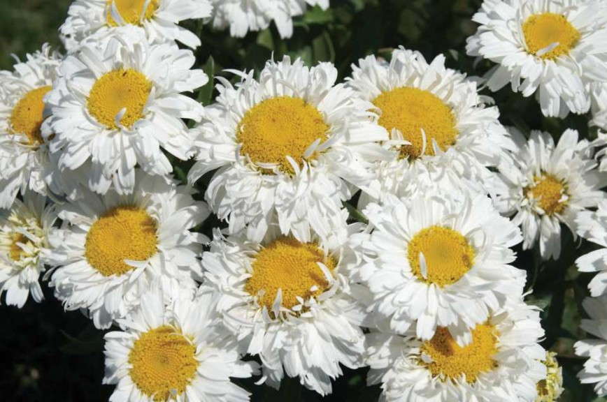 Leucanthemum 'Freak!'