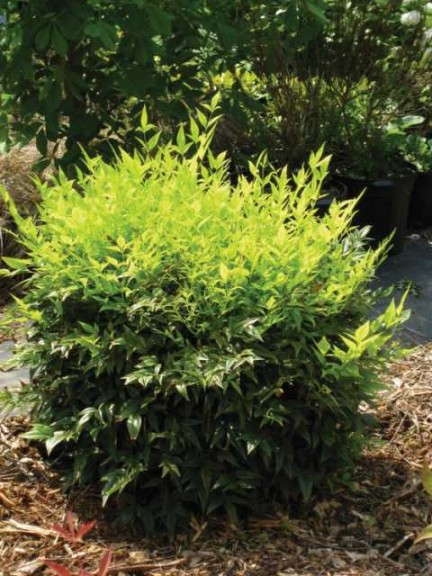 Nandina ‘Lemon-Lime’ (Plants Nouveau)      