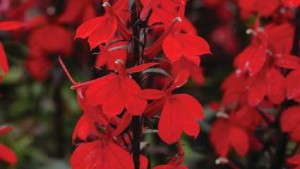 2014 Field Trials Results: Oklahoma State University (Stillwater, Okla.)