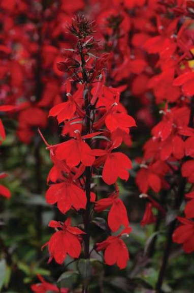 Lobelia ‘Starship Scarlet’ (Kieft Seed) 
