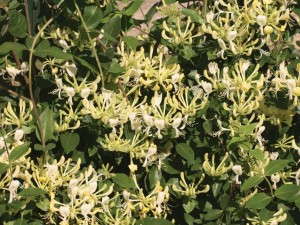 Lonicera ‘Scentsation’ (Four Star Greenhouse)