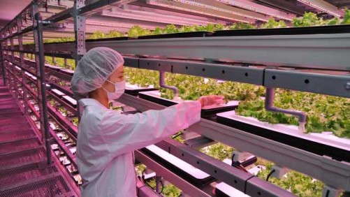 GreenClocks New Generation City Farm Fitted With Philips LEDs Now Open