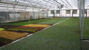 Pleasant View Gardens Now Neonic Free on Liners