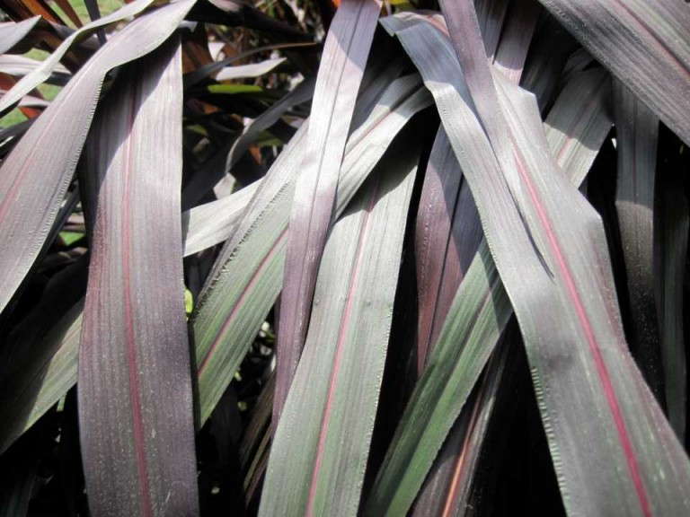 Pennisetum 'Black Stockings'