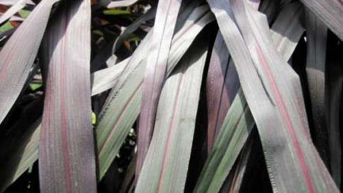 2014 Field Trials Results: Green Leaf Plants (Lancaster, Penn.)