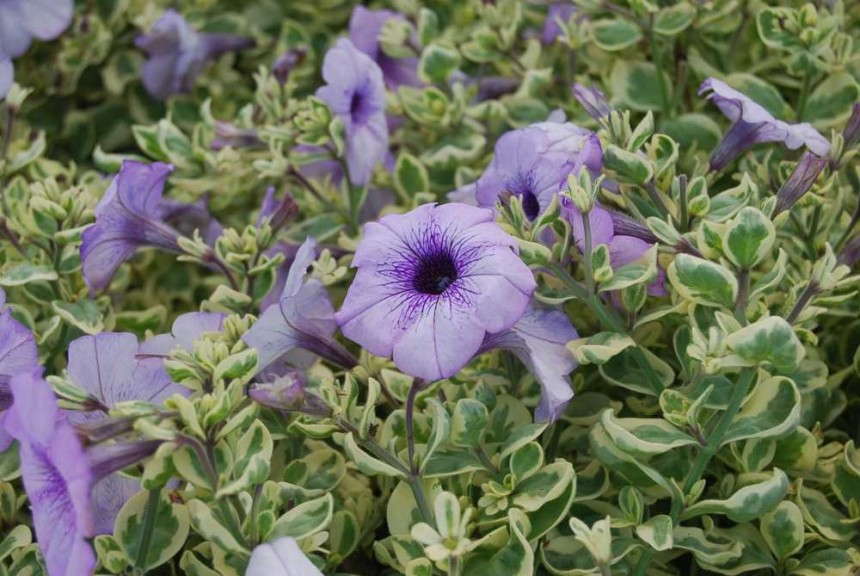 Petunia 'Glamouflage Blueberry' (Hort Couture)