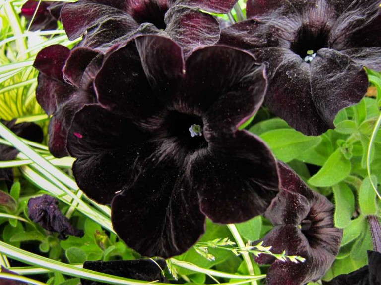 Petunia 'Perfectunia Little Black Dress' (Hort Couture)
