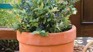 New BrazelBerries Shrub Collection Addition: ‘Pink Icing’ Blueberry