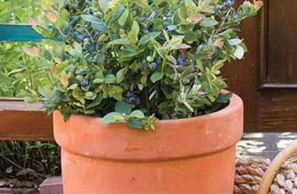 New BrazelBerries Shrub Collection Addition: ‘Pink Icing’ Blueberry