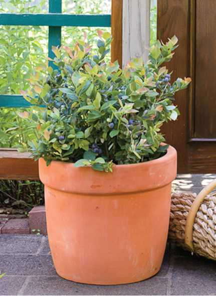 New BrazelBerries Shrub Collection Addition: 'Pink Icing