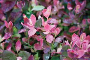 Blueberry ‘BrazelBerries Pink Icing’ (Fall Creek Farm And Nursery)