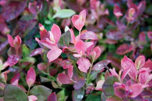 Blueberry ‘BrazelBerries Pink Icing’ (Fall Creek Farm And Nursery)