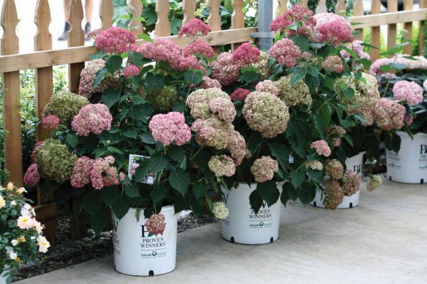 Hydrangea ‘Invincibelle Spirit II’ (Spring Meadow Nursery)        