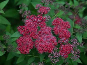 Spiraea ‘Double Play Red’ (Spring Meadow Nursery)