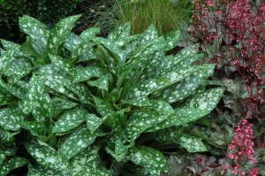 Pulmonaria 'Dark Vader' (Terra Nova Nurseries)