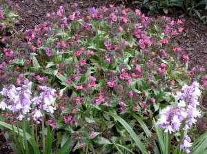 Pulmonaria 'Silver Bouquet' (Terra Nova Nurseries)