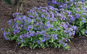 Pulmonaria 'Trevi Fountain' (Terra Nova Nurseries)