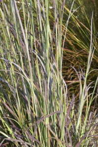 Schizachyrium 'Seasons In The Sun'