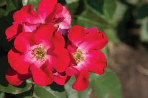 Rosa ‘Easy Elegance Screaming Neon Red’ (Bailey Nursery)  
