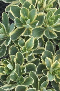 Sedum 'Frosted Fire' (Plant Delight Nursery)