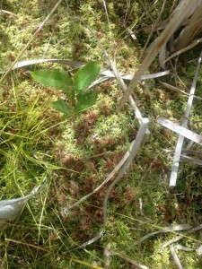 Sphagnum Moss 