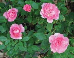 Sunrosa Landscape Roses (Suntory Flowers) 