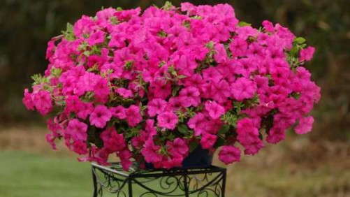 Greenhouse Grower 2014 New Varieties Guide: Petunias [Slideshow]