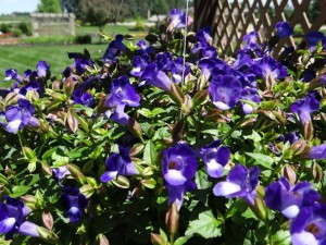Torenia 'Summer Wave Bouquet Deep Blue'