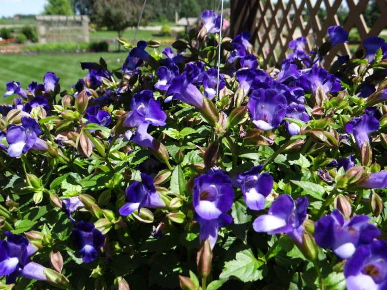 Torenia 'Summer Wave Bouquet Deep Blue'