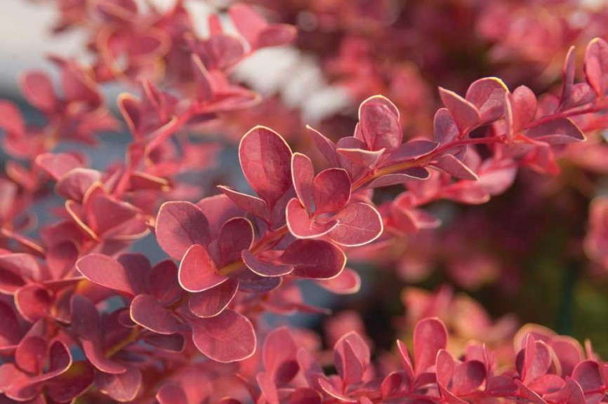 Barberry ‘First Editions Toscana’ (Bailey Nurseries)             