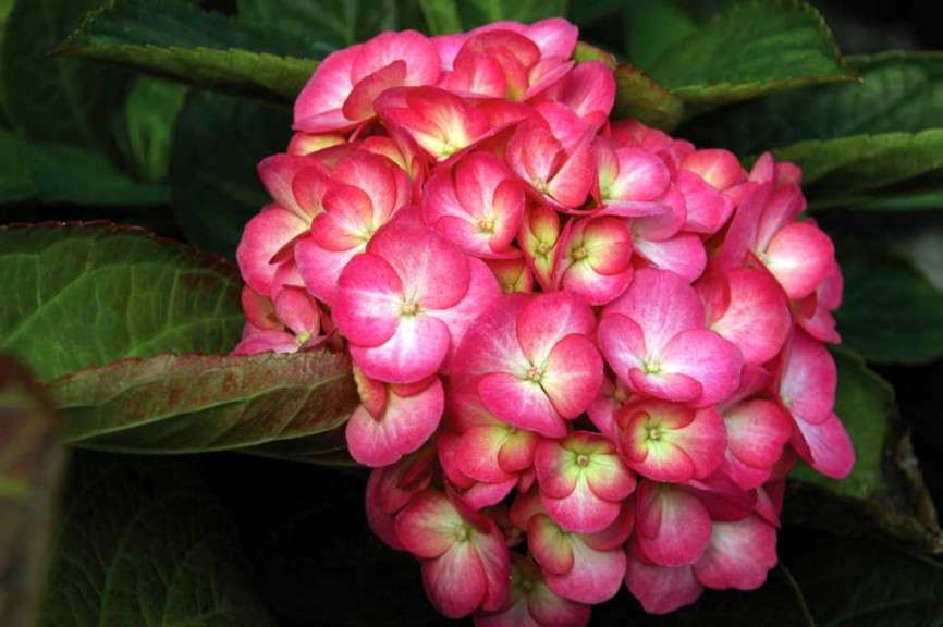 Hydrangea ‘That Rosy Bouquet’ (HGTV)