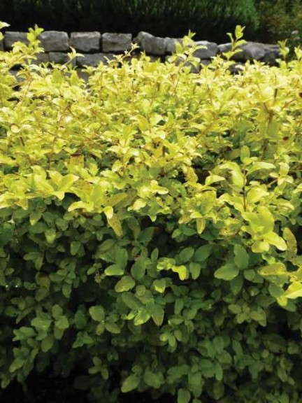 Ligustrum ‘Sunshine’ (Plant Development)        