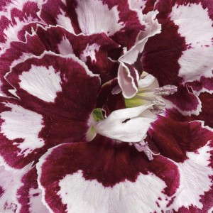 1. Dianthus FRUIT PUNCH® ‘Coconut Punch’ Proven Winners
