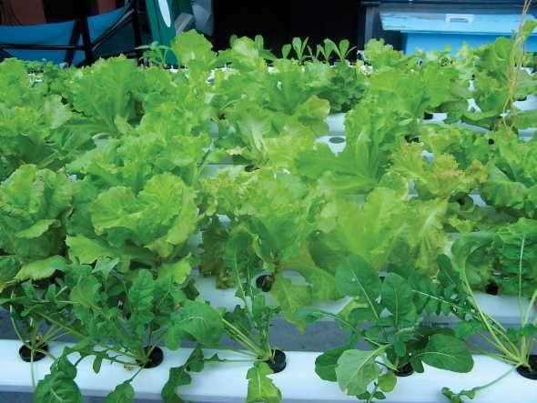 Lettuce And Other Greens Grown In Succession Plantings