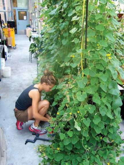 Vine Plants Growing At The Manhattan School For Children